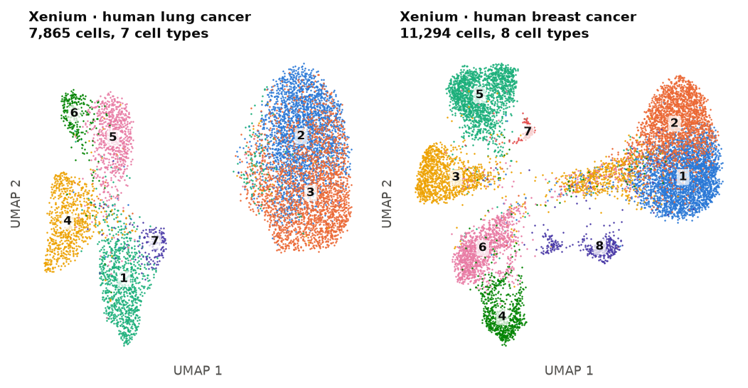 UMAP of cells from two Xenium datasets, coloured by cell type